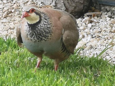 5.JPG (104.31 KiB) 4582 mal betrachtet Ja, schaut nur, ich könnte glatt als Brathändl durchgehen