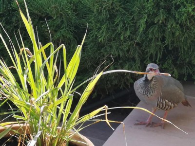 2 vorbei am Zitronengras.JPG (103.37 KiB) 2392 mal betrachtet roch kurz am mitgebrachten Zitronengras von einem<br /> Markt in Südfrankreich
