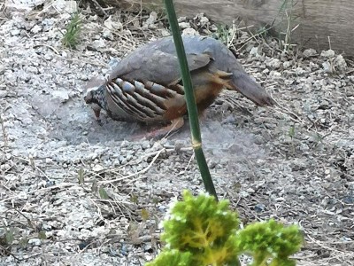 3.JPG (136.14 KiB) 2924 mal betrachtet ins neue Balneario, wo er schon seit Tagen<br /> klammheimlich seine neue Badewanne installiert haben<br /> musste.