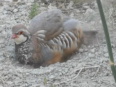 5 Sandbad in der Wanne.JPG (87.6 KiB) 2392 mal betrachtet Jetzt erst mal ordentlich rumgeplustert.