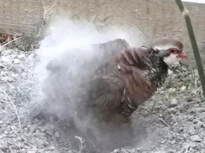 8 Sanddusche.JPG (66.77 KiB) 2368 mal betrachtet Asche auf mein weises Haupt!