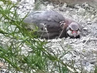 9 unter Estragon.JPG (102.5 KiB) 2392 mal betrachtet Dabei kam mir (Oliva) doch kurzfristig der Gedanke: <br />Rothuhn an/im/auf Estragon?