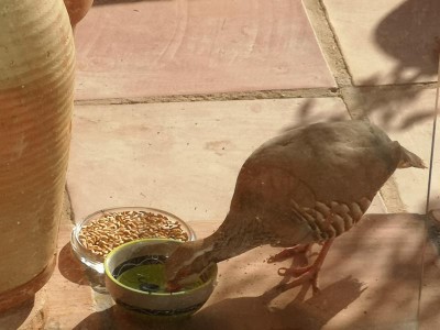 11 gedeckter Tisch.JPG (60.66 KiB) 3009 mal betrachtet Nach dem furztrockenen Bad hatte er erst einmal ordentlich Brand - er trank nicht nur, er soff!