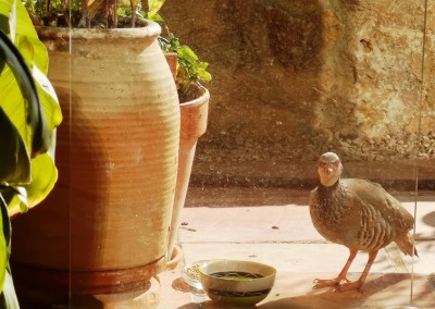 10 Blick durch die Scheibe.JPG (89.82 KiB) 2924 mal betrachtet Zwischendurch immer wieder dieser kritische Blick zu<br /> uns, ob wir seine Tischmanieren auch gebührend <br />bewundern.