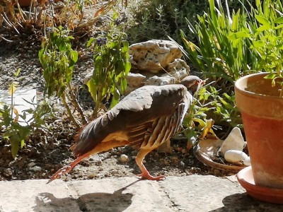13 mit großen Schritten gehts davon.JPG (130.22 KiB) 2392 mal betrachtet Im Stechschritt stolzierte er dann um kurz vor<br />sieben wieder davon - der sandgestrahlte <br />Obergockel.