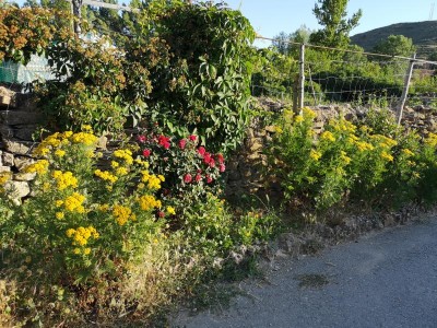 A Blumen.JPG (220.82 KiB) 6701 mal betrachtet Blumenrabatten am Wegesrand