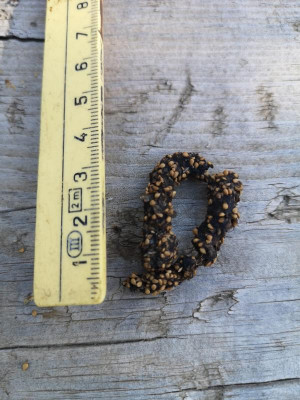 K800_Marder abgeregneter 2. Fund.JPG (81.52 KiB) 3596 mal betrachtet 2. Fund (über Nacht abgeregnet) mit noch mehr Kernen