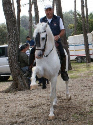 pferd1.jpg