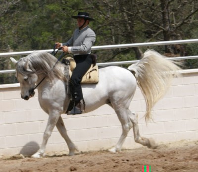 pferd3.jpg