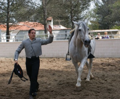 pferd4.jpg