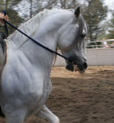pferd5.jpg