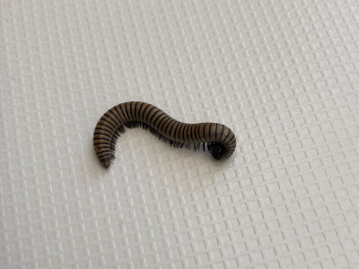 932B4BDF-5534-4226-89AB-E7D1A13C2EC5.jpeg (176.17 KiB) 7130 mal betrachtet Tausendfüßler