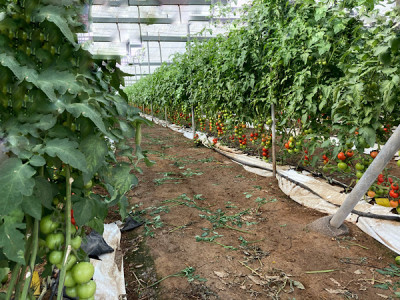 die Tomaten in Substrattaschen