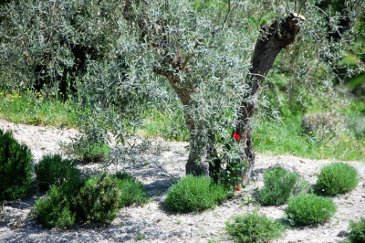 Olive mit Rosmarin.JPG (225.59 KiB) 7968 mal betrachtet Olive mit Rosmarin