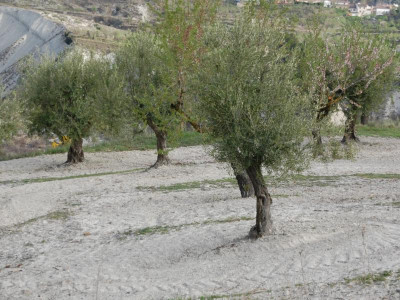 Olivenbäume auf dem Feld - auf Ertrag geschnitten