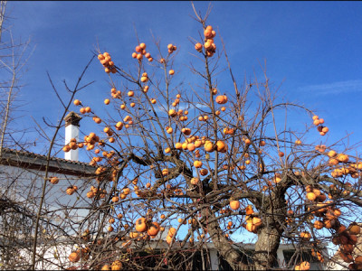 A7FFD9C1-3D6C-41E3-9145-A26F1504E2E7.jpeg (190.79 KiB) 4251 mal betrachtet Im Supermarkt heißen sie oft auch Persimone