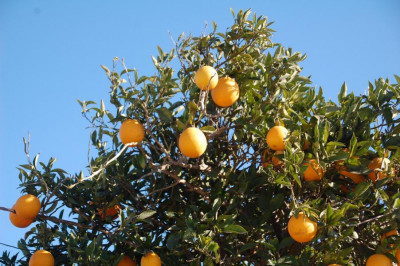 saugen den Duft reifer Orangen ein,