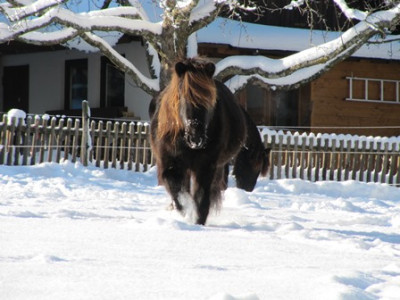 Pferd im Schnee.jpg