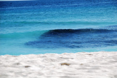 Fischschwarm am Strand.JPG