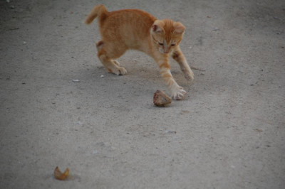 Uns haben keine stechenden Insekten geplagt.<br />Hunde gab es nicht auf der Insel, vereinzelt sah man<br />Katzen