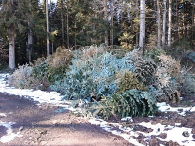 Weihnachtsbaum-Friedhof.jpg