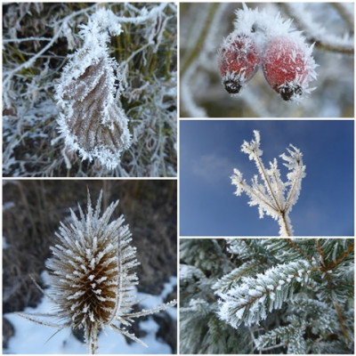 Frost 04.jpg