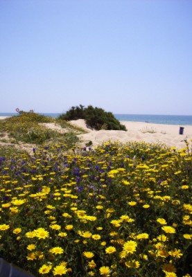 Praia da Falésia 5.JPG