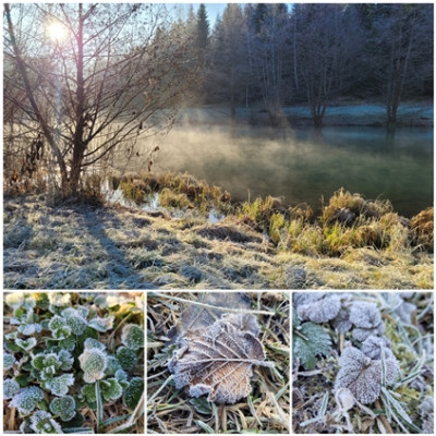 Frost - Collage.jpg