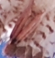 Ein völlig anderes Bild, wieder ein Ausschnitt, aber dasselbe Teil