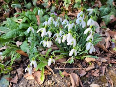 Auch im Schwarzwald wird's Frühling