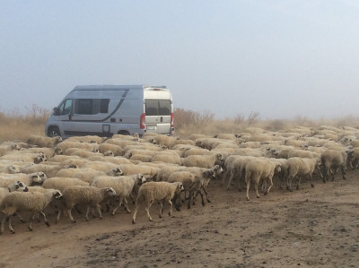 Roa de Duero (Castilla y León)<br />Frühmorgens im Nebel von Schafen umringt