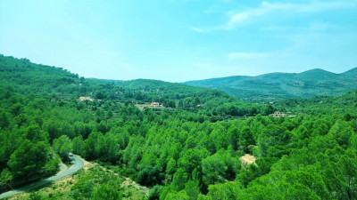 13 Wäldern.JPG (182.74 KiB) 5513 mal betrachtet durch Pinienwälder