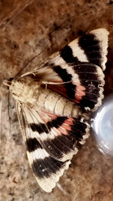 0a853ac9-1ad6-4995-bfb6-c5b2ae6a586f.jpg (84.08 KiB) 3796 mal betrachtet von unten betrachtet