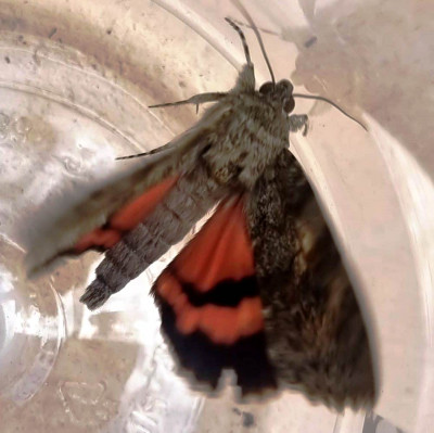 a9a4adc8-9102-41c5-aa1b-c8df665ace40 (1).jpg (68.95 KiB) 3796 mal betrachtet am Flattern...