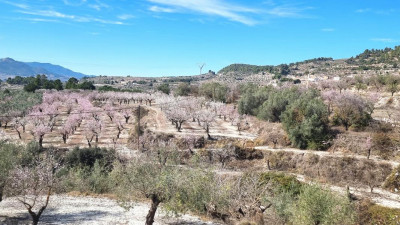 Nachbars Feld, früher blühte noch sehr viel mehr