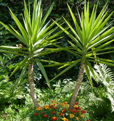 yucca-gigantea-167959_sml.jpg