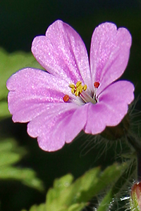 geranium_robertianum_icon.jpg