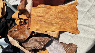 K800_echte Schlangenhäute.JPG (157.61 KiB) 3989 mal betrachtet Naturprodukte wie diese Schlangenhäute