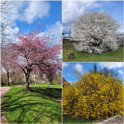 Frühling - Collage.jpg