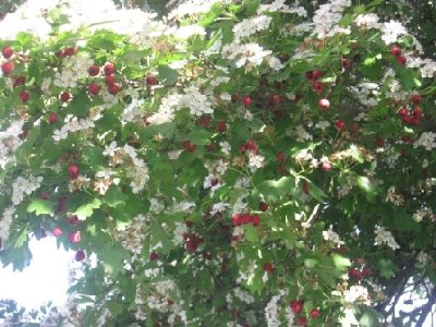 IMG_0596.JPG