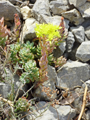 P1450205.JPG