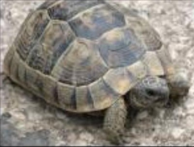 Schildkröte gross.jpg
