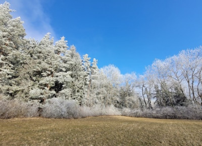 Frost 05.jpg