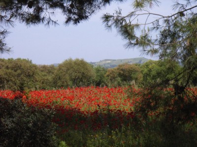 Mohnwiese.JPG