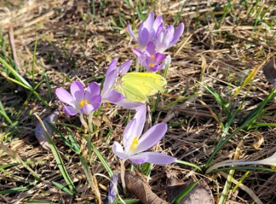 Krokus + Zitronenfalter.jpg