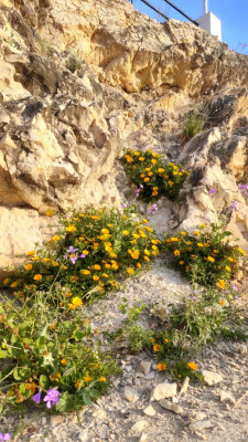 Frühlingsblumen.jpg
