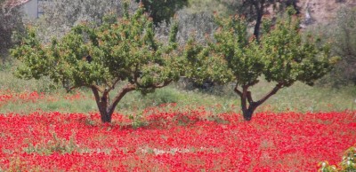Mohnfeld.JPG (233.94 KiB) 1027 mal betrachtet Mohnfeld bei Cocentaina
