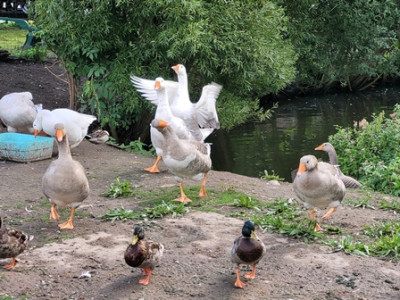 Gänse + Enten.jpg