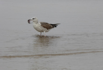 Möwe 06.jpg