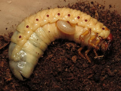 Die Larve Megascolia maculata taucht das vordere Ende ihres Körpers in die Larve des Nashornkäfers Oryctes nasicornis und trinkt seine Hämolymphe.<br />Datum	2. Juli 2015, 11:10:57<br />Quelle	Eigene Arbeit<br />Autor	SERGEI BYKOWSKI